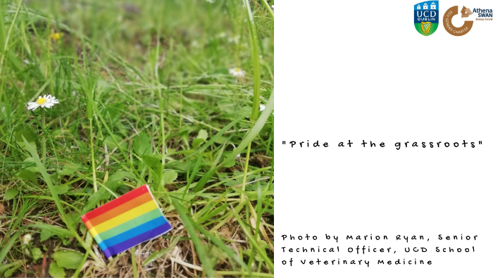 Pride flag in grass